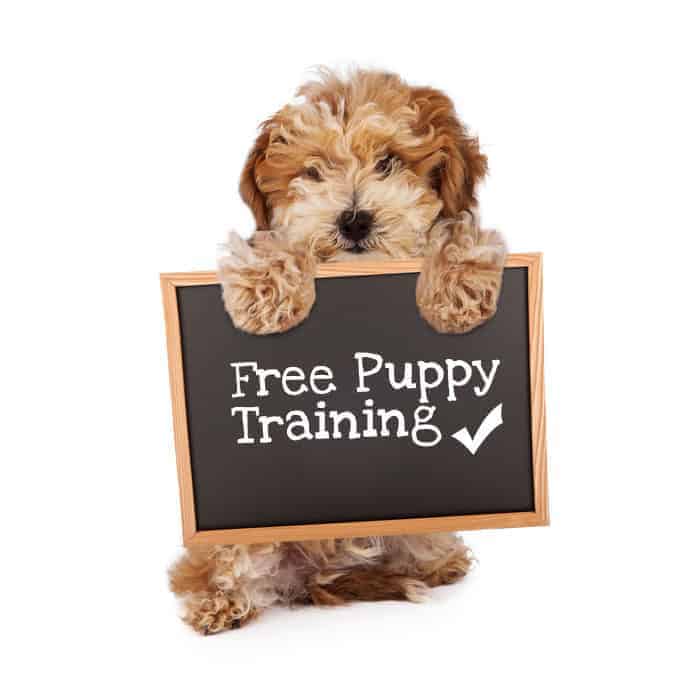 Free-puppy-training