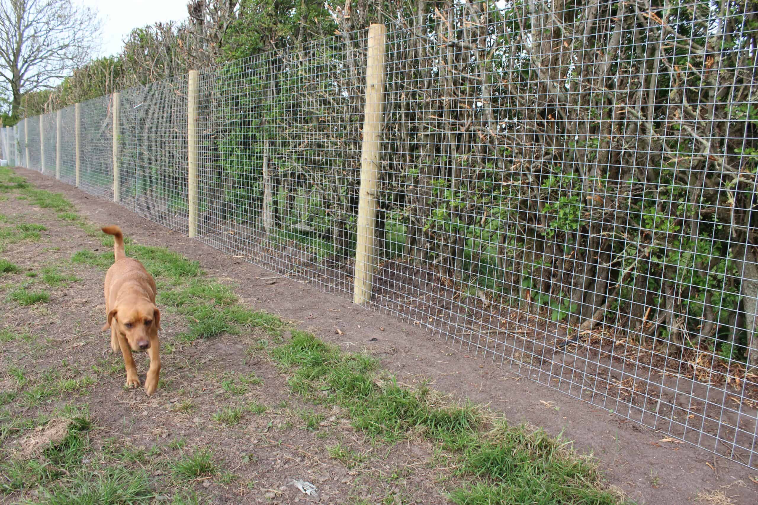 secure dog fields scaled