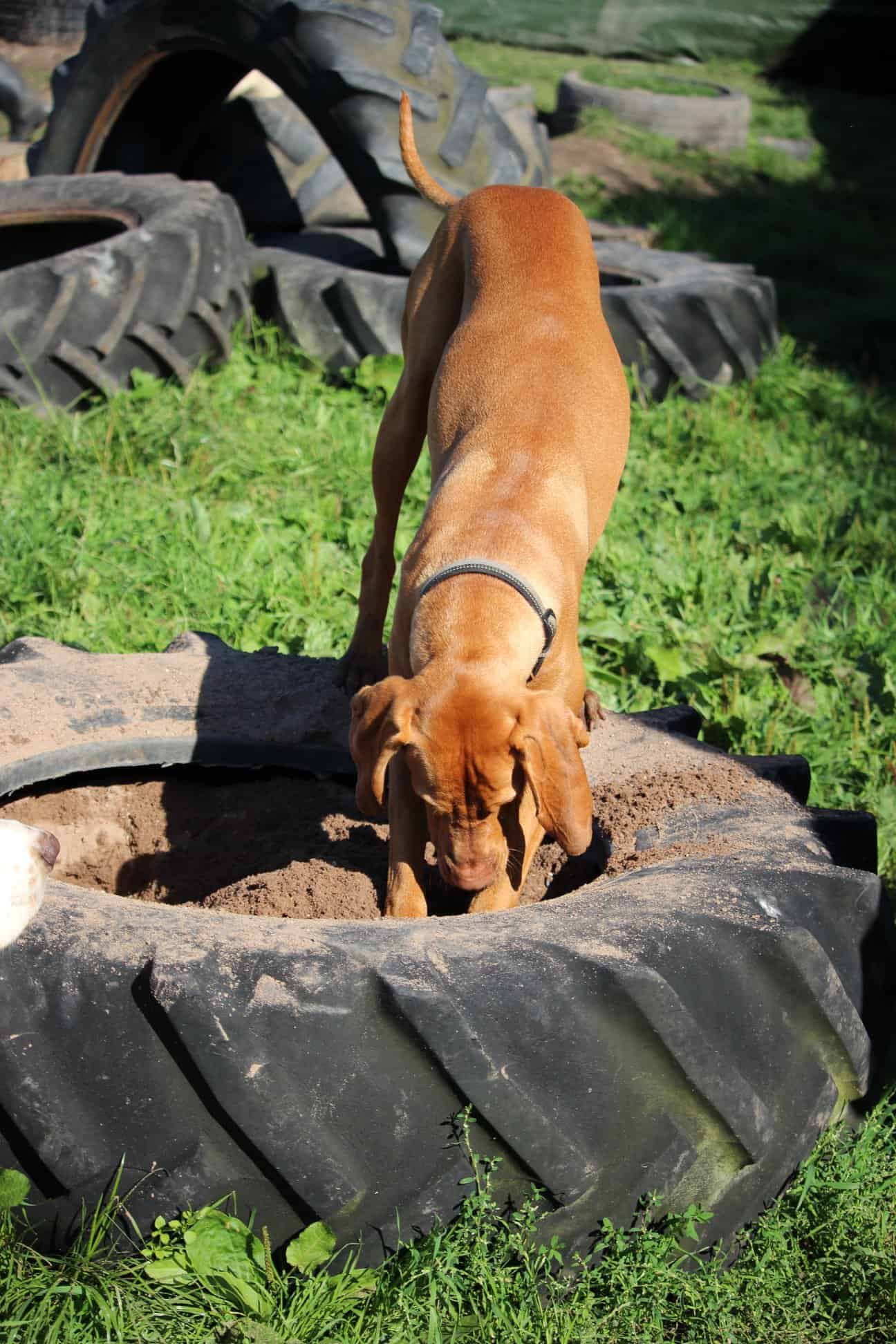 doggy day care near sale