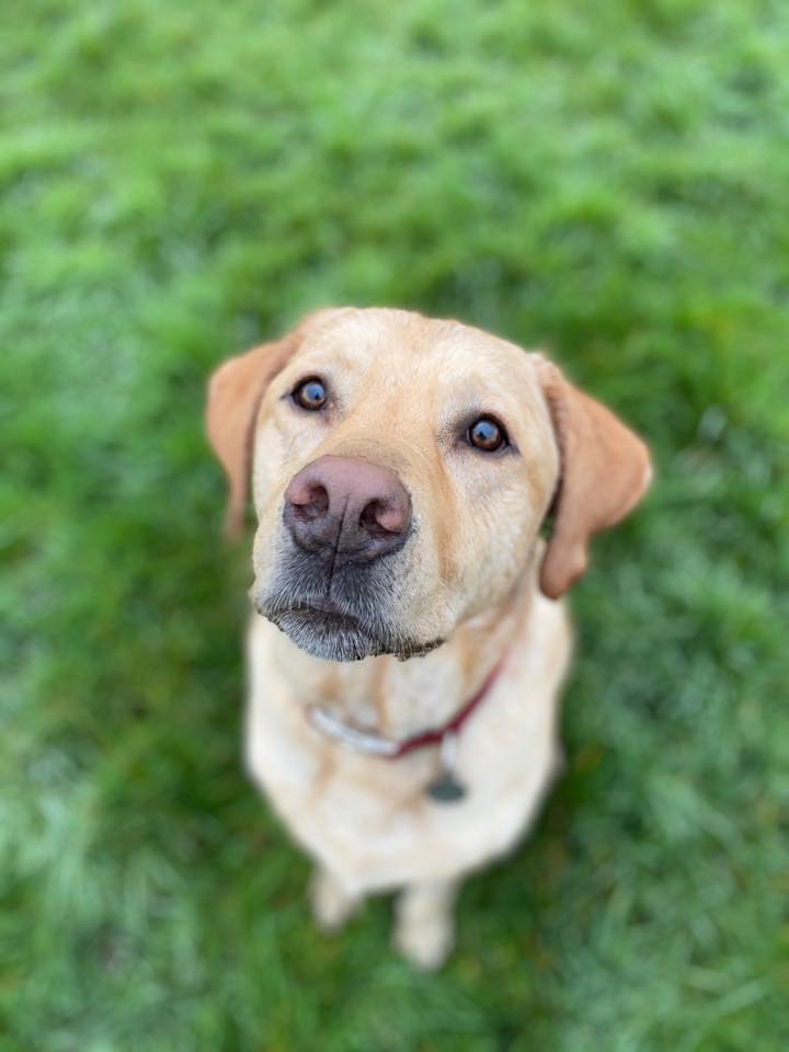 dog-trainers-near-me