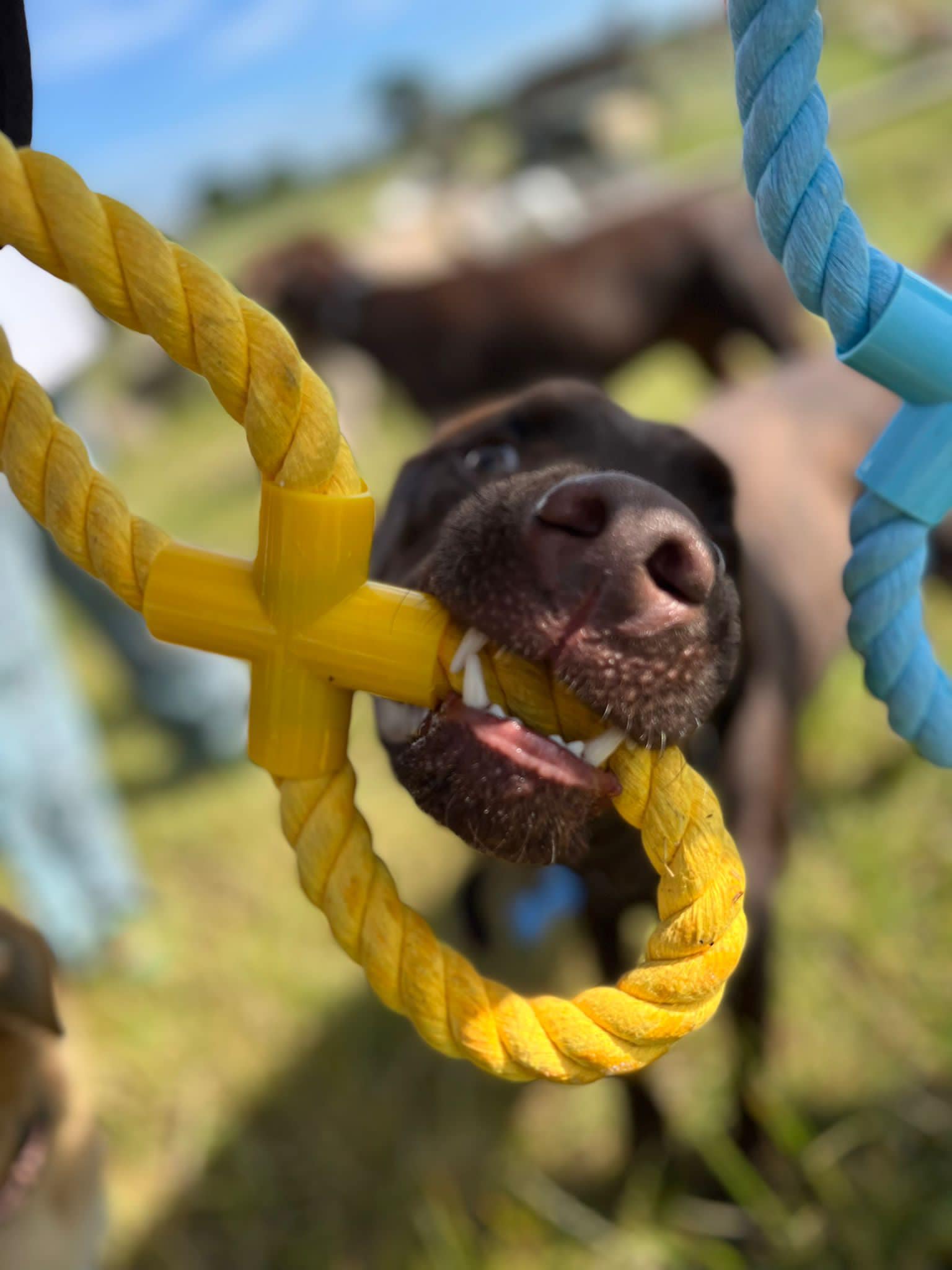 Dog enrichment zones