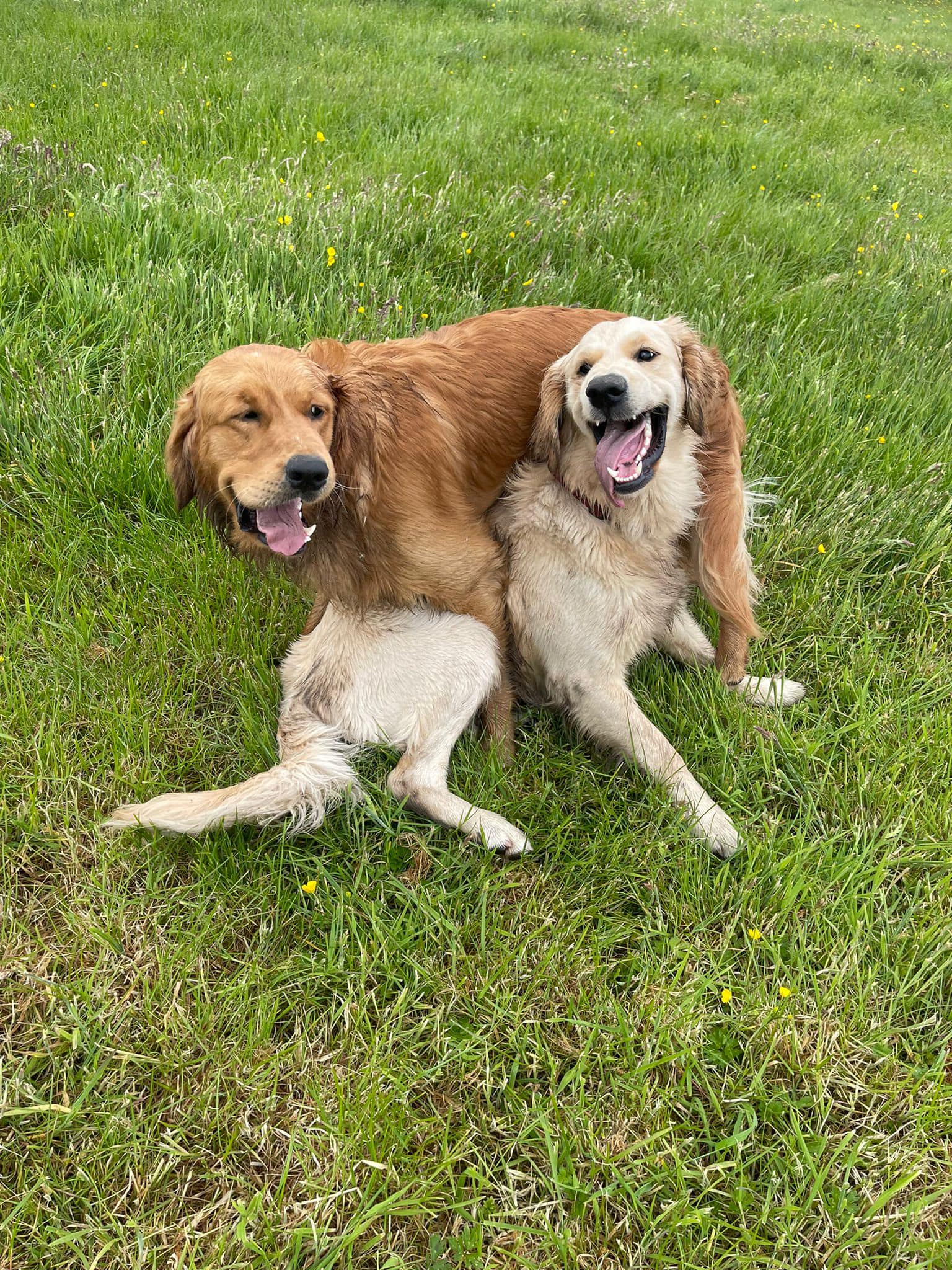 dog walkers grapenhall