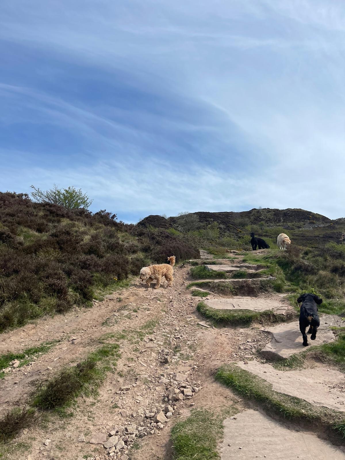 dog walkers near manchester