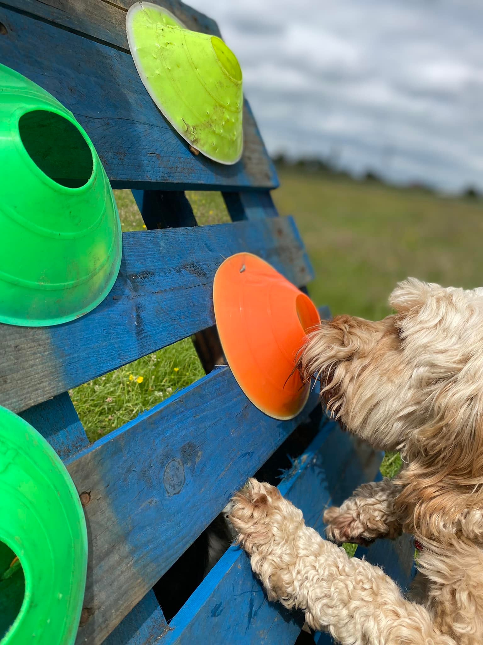 dog daycare near altrincham