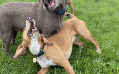 Dog Daycare Without Neutering