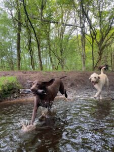 professional dog walker lymm