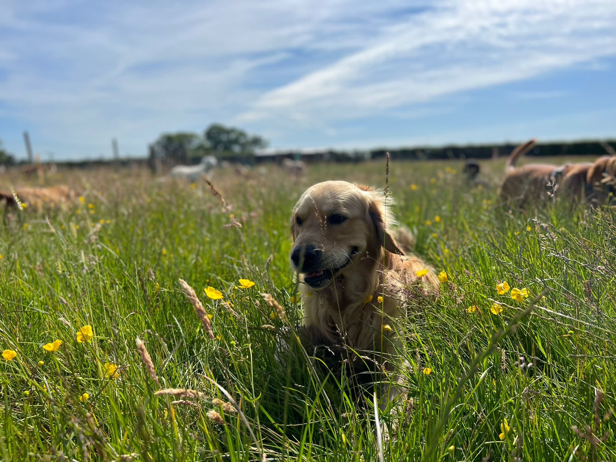 puppy daycare