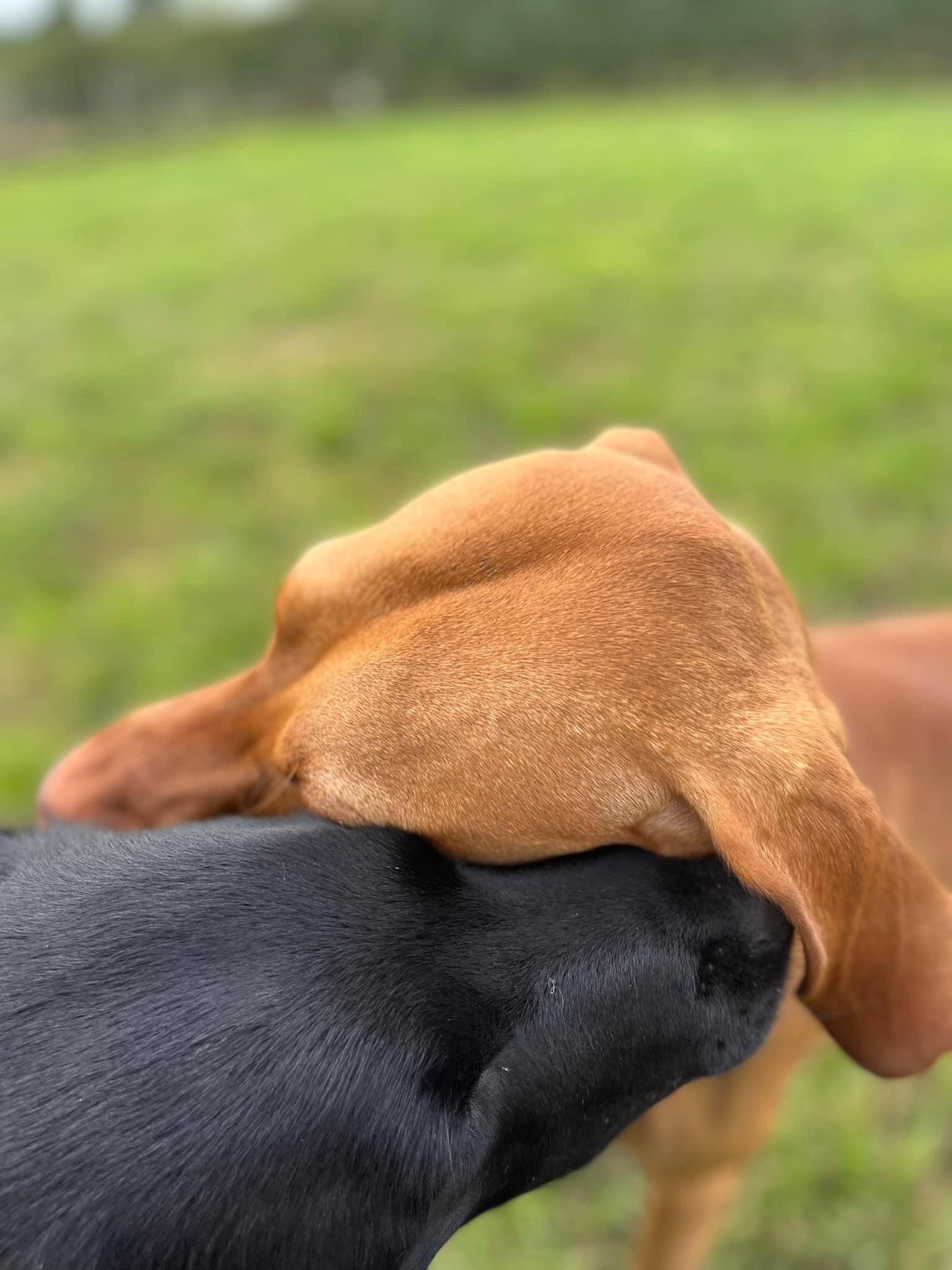 the dog bus dog day care