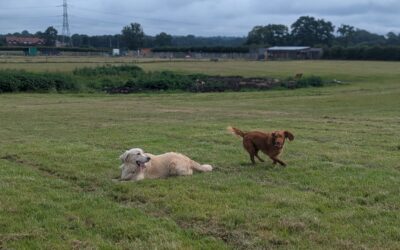 Are Dog Daycare Good for Dogs?