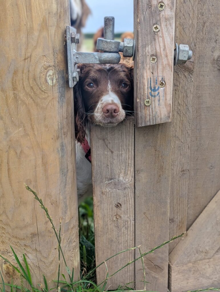 how-much-does-dog-daycare-cost-the-dog-bus