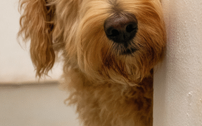 Can Dog Daycare Help With Separation Anxiety