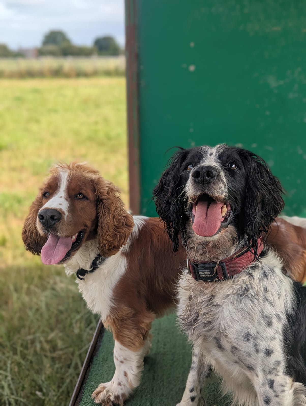 the Best Dog Daycare in warringtonjpg