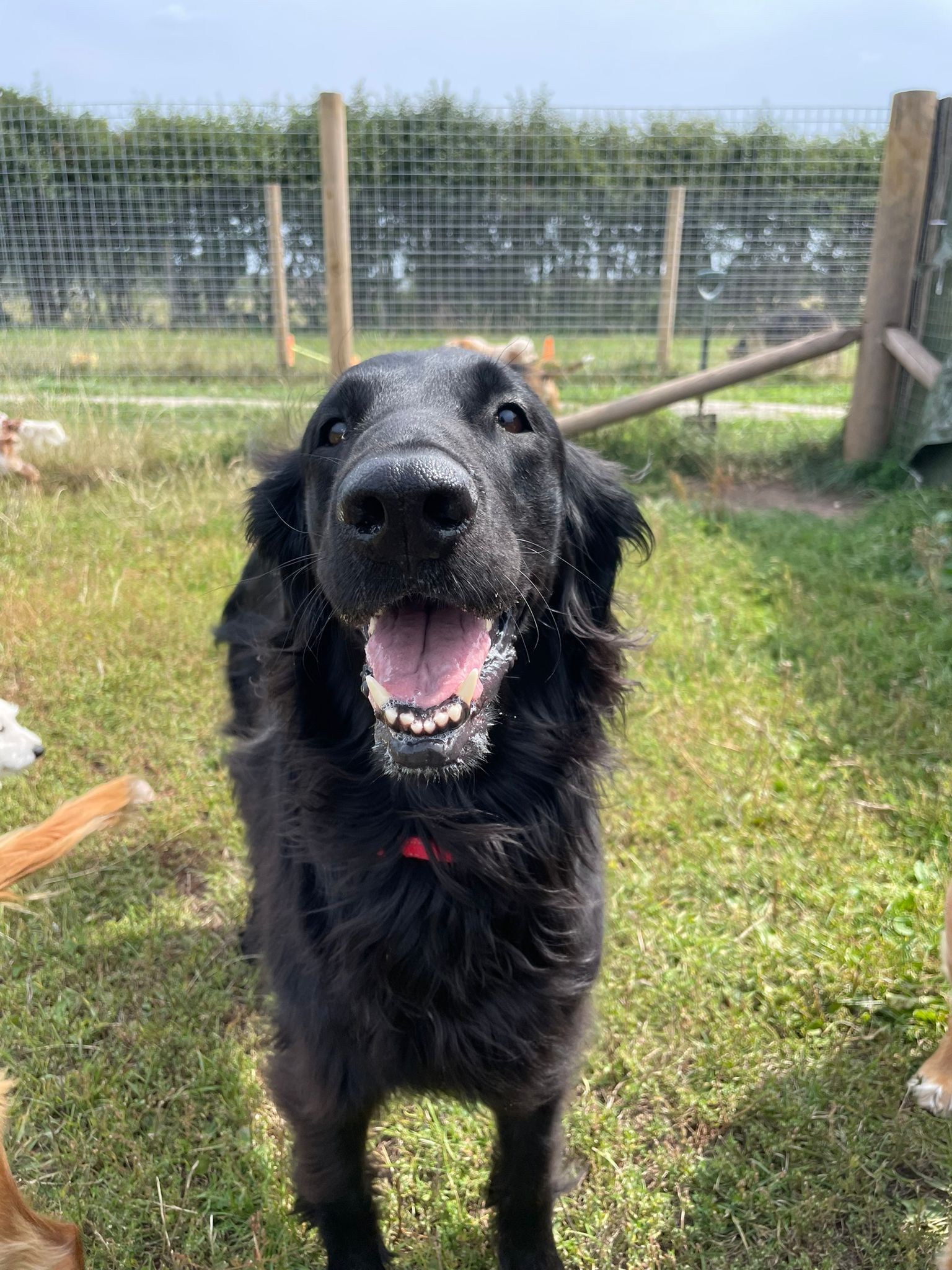 daycare for dogs the dog bus
