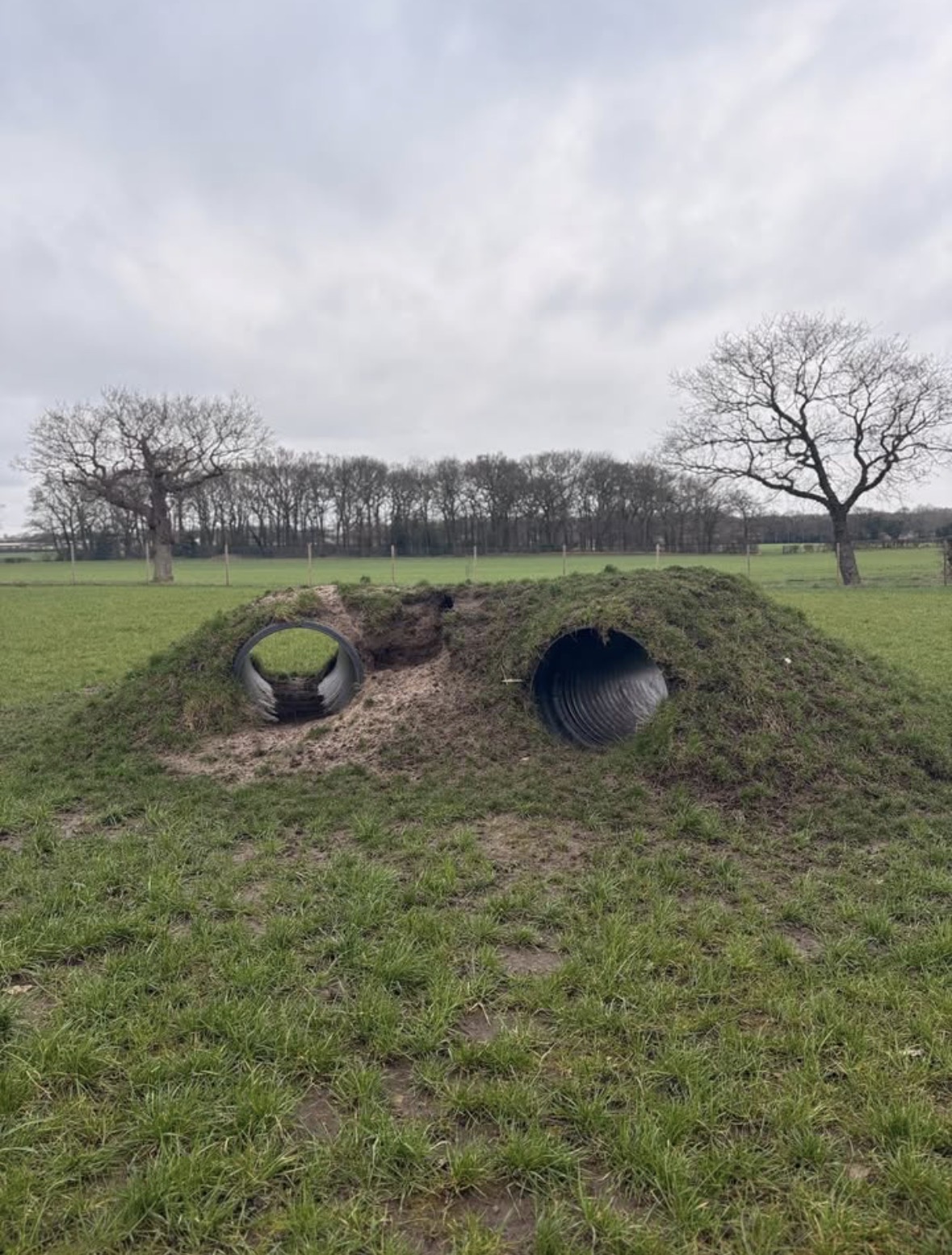 Outdoor Doggy Daycare Manchester